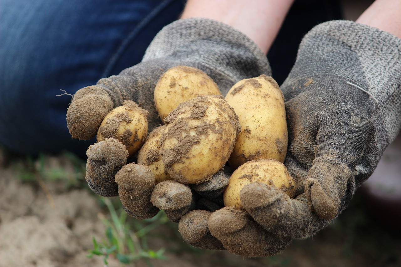Quand récolter les pommes de terre : les signes à ne pas manquer
